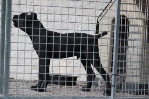 Publication : Dei Molossi D'eburon Auteur : Chtuka