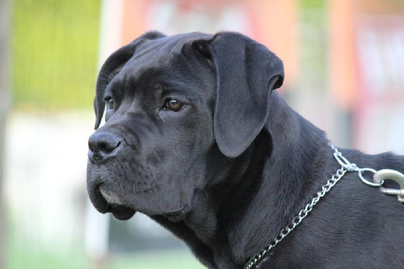 Publication : Dei Molossi D'eburon