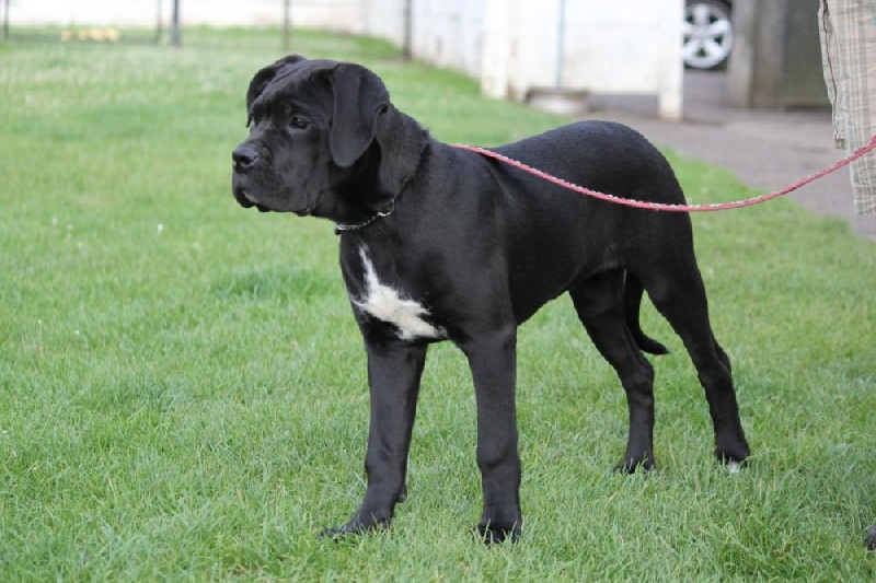 Publication : Dei Molossi D'eburon