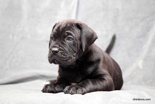 Publication : Dei Molossi D'eburon Auteur : Chtuka