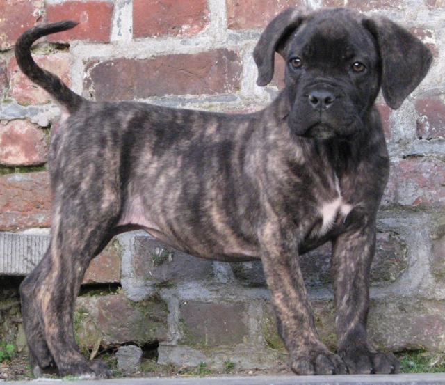 Publication : Dei Molossi D'eburon Auteur : Katja Chtuka