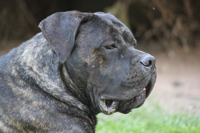 Publication : Dei Molossi D'eburon Auteur : Katja Chtuka