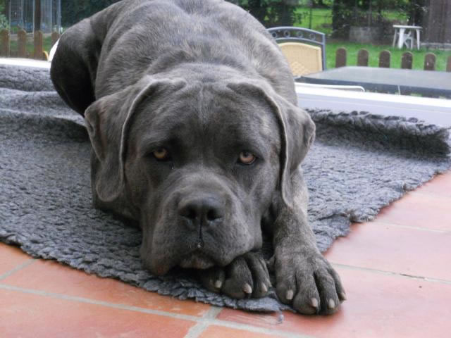 Publication : Dei Molossi D'eburon Auteur : Katja Chtuka