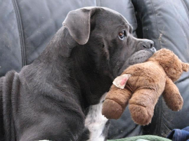 Publication : Dei Molossi D'eburon Auteur : Katja Chtuka