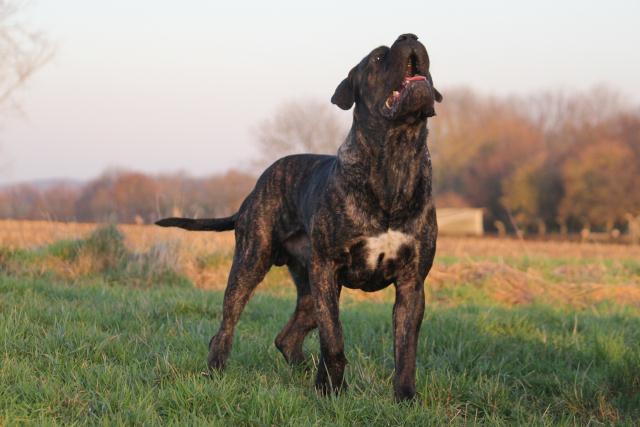 Publication : Dei Molossi D'eburon Auteur : Katja Chtuka