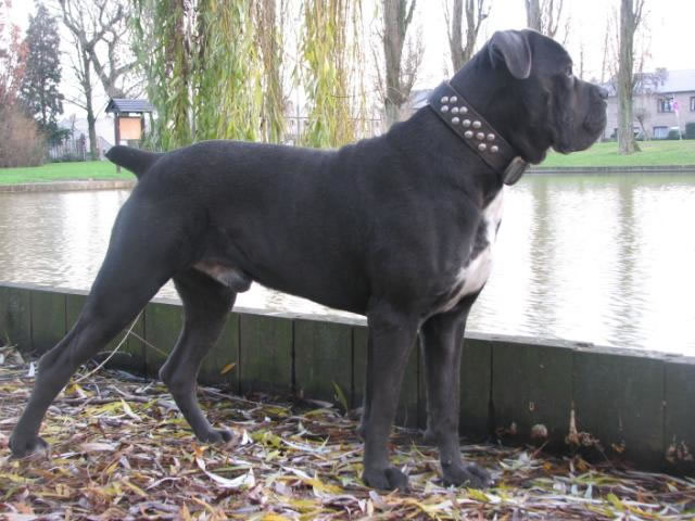 Publication : Dei Molossi D'eburon Auteur : Katja Chtuka