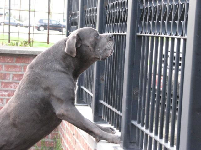 Publication : Dei Molossi D'eburon Auteur : Katja Chtuka