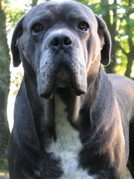 Publication : Dei Molossi D'eburon Auteur : Katja Chtuka