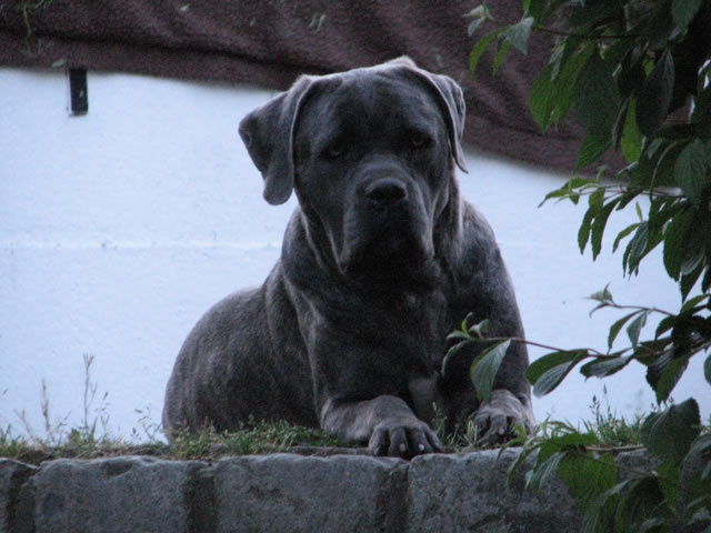 Publication : Dei Molossi D'eburon Auteur : Katja Chtuka