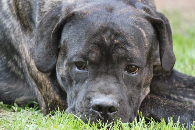 Publication : Dei Molossi D'eburon Auteur : Katja Chtuka