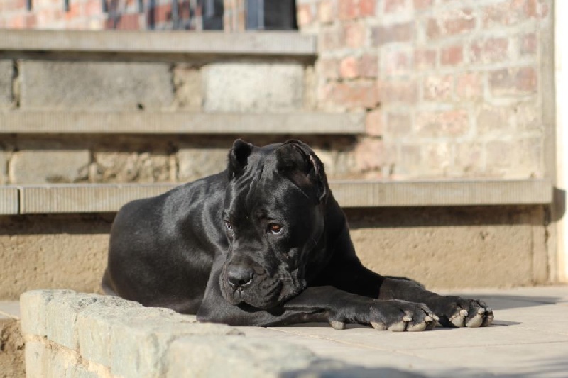 Publication : Dei Molossi D'eburon Auteur : Chtuka