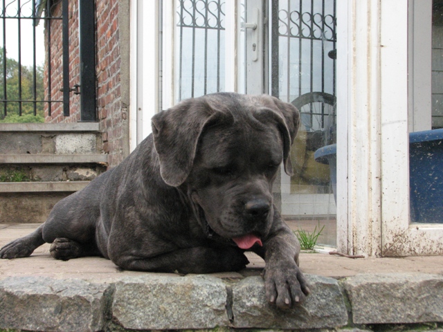 Publication : Dei Molossi D'eburon Auteur : Katja Chtuka