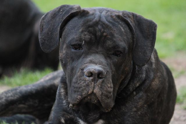 Publication : Dei Molossi D'eburon Auteur : Katja Chtuka