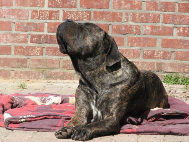 Publication : Dei Molossi D'eburon Auteur : Katja Chtuka