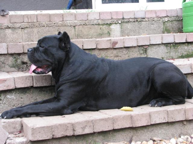 Publication : Dei Molossi D'eburon Auteur : Katja Chtuka