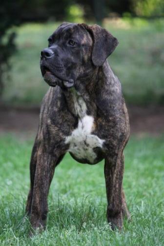 Publication : Dei Molossi D'eburon Auteur : Chtuka