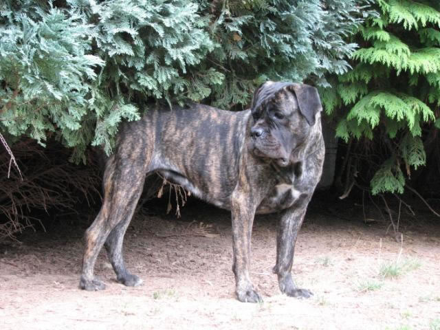 Publication : Dei Molossi D'eburon Auteur : Katja Chtuka