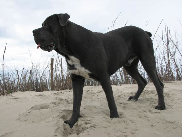 Publication : Dei Molossi D'eburon Auteur : Katja Chtuka