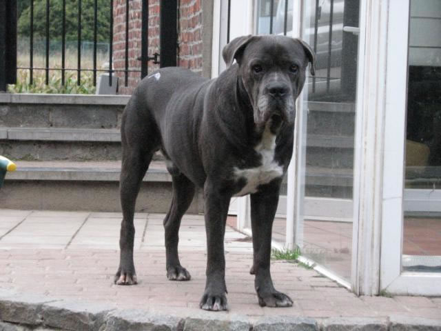 Publication : Dei Molossi D'eburon Auteur : Katja Chtuka