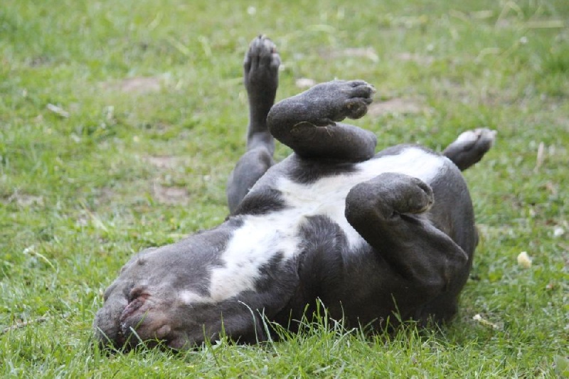 Publication : Dei Molossi D'eburon Auteur : Katja Chtuka