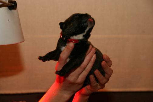 Publication : Dei Molossi D'eburon Auteur : Chtuka