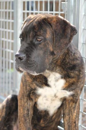 Publication : Dei Molossi D'eburon Auteur : Chtuka