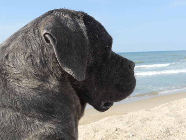 Publication : Dei Molossi D'eburon Auteur : Katja Chtuka