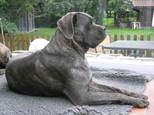 Publication : Dei Molossi D'eburon Auteur : Katja Chtuka