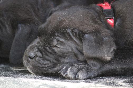 Publication : Dei Molossi D'eburon