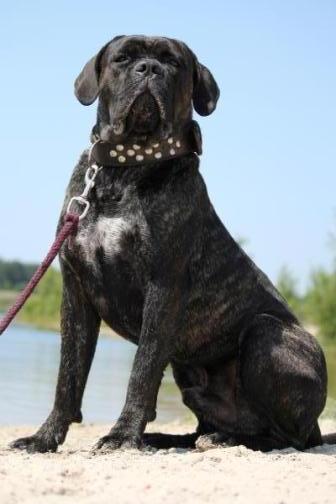 Publication : Dei Molossi D'eburon Auteur : Katja Chtuka