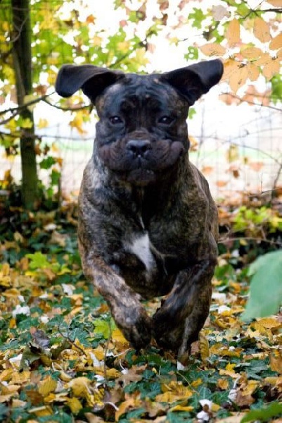 Publication : Dei Molossi D'eburon Auteur : Katja Chtuka