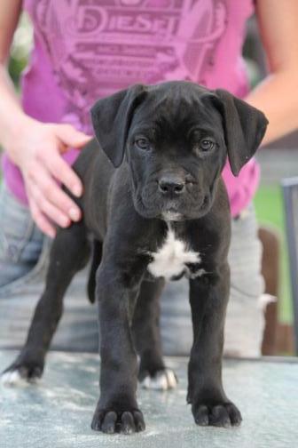 Publication : Dei Molossi D'eburon