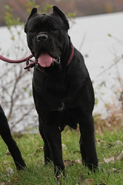 Publication : Dei Molossi D'eburon Auteur : Katja Chtuka