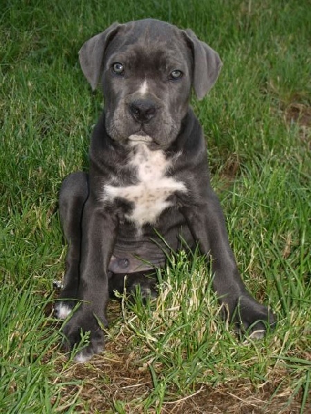 Publication : Dei Molossi D'eburon Auteur : Katja Chtuka