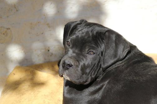 Publication : Dei Molossi D'eburon