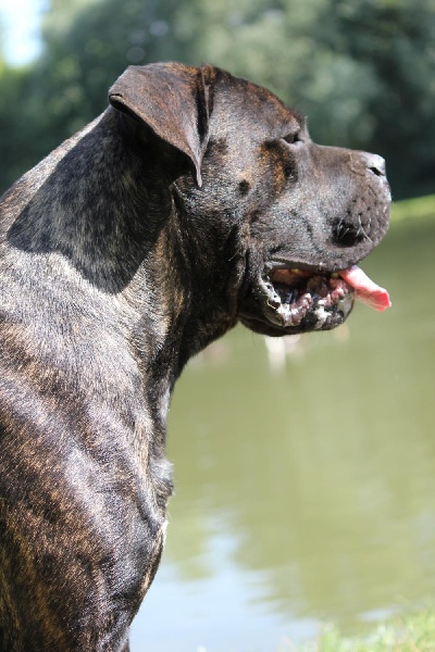 Publication : Dei Molossi D'eburon Auteur : Katja Chtuka