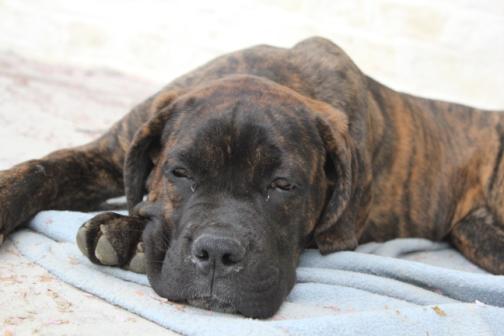 Publication : Dei Molossi D'eburon Auteur : Chtuka