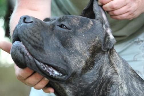 Publication : Dei Molossi D'eburon Auteur : Katja Chtuka