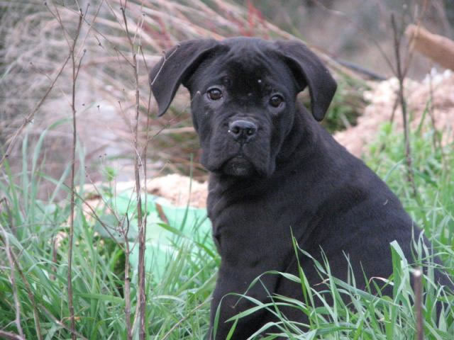 Publication : Dei Molossi D'eburon Auteur : Katja Chtuka