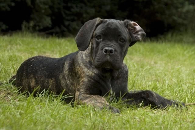 Publication : Dei Molossi D'eburon Auteur : Katja Chtuka