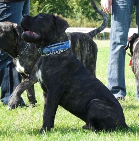 Publication : Dei Molossi D'eburon Auteur : Katja Chtuka