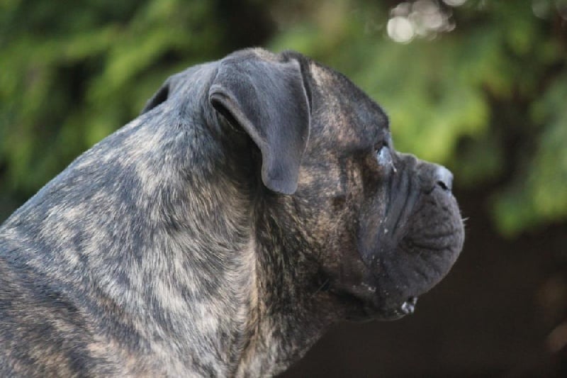 Publication : Dei Molossi D'eburon Auteur : Katja Chtuka