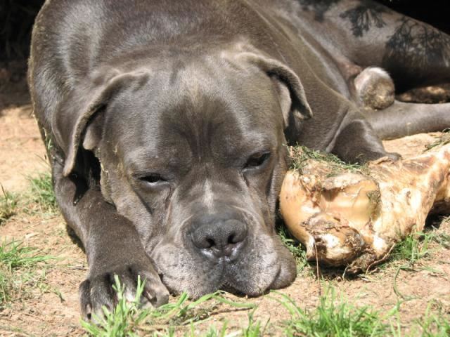 Publication : Dei Molossi D'eburon Auteur : Katja Chtuka