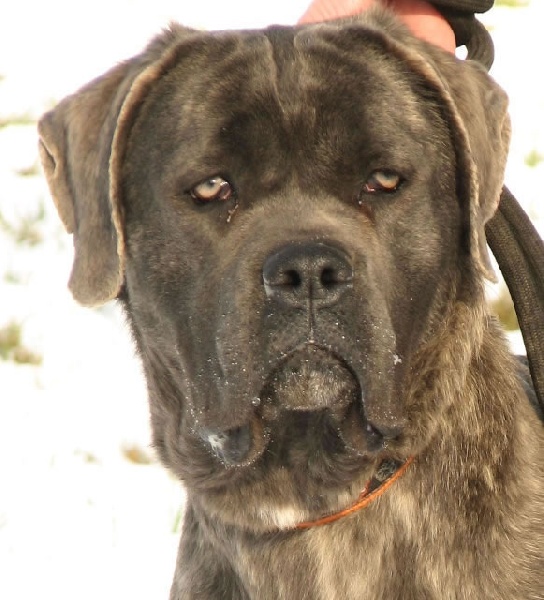 Publication : Dei Molossi D'eburon Auteur : Katja Chtuka