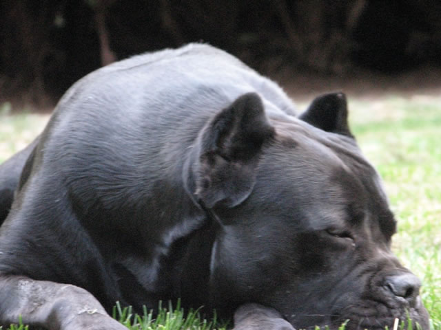 Publication : Dei Molossi D'eburon Auteur : Katja Chtuka