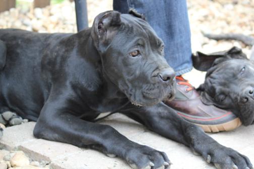 Publication : Dei Molossi D'eburon Auteur : Chtuka