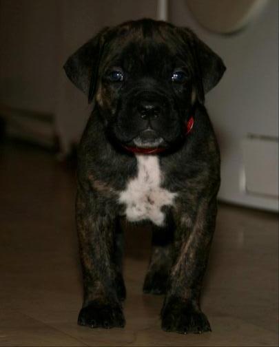 Publication : Dei Molossi D'eburon Auteur : Chtuka