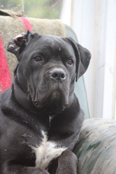 Publication : Dei Molossi D'eburon