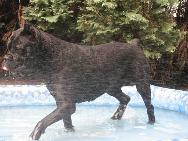 Publication : Dei Molossi D'eburon Auteur : Katja Chtuka