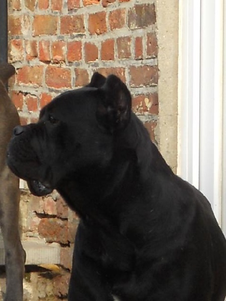 Publication : Dei Molossi D'eburon Auteur : Katja Chtuka